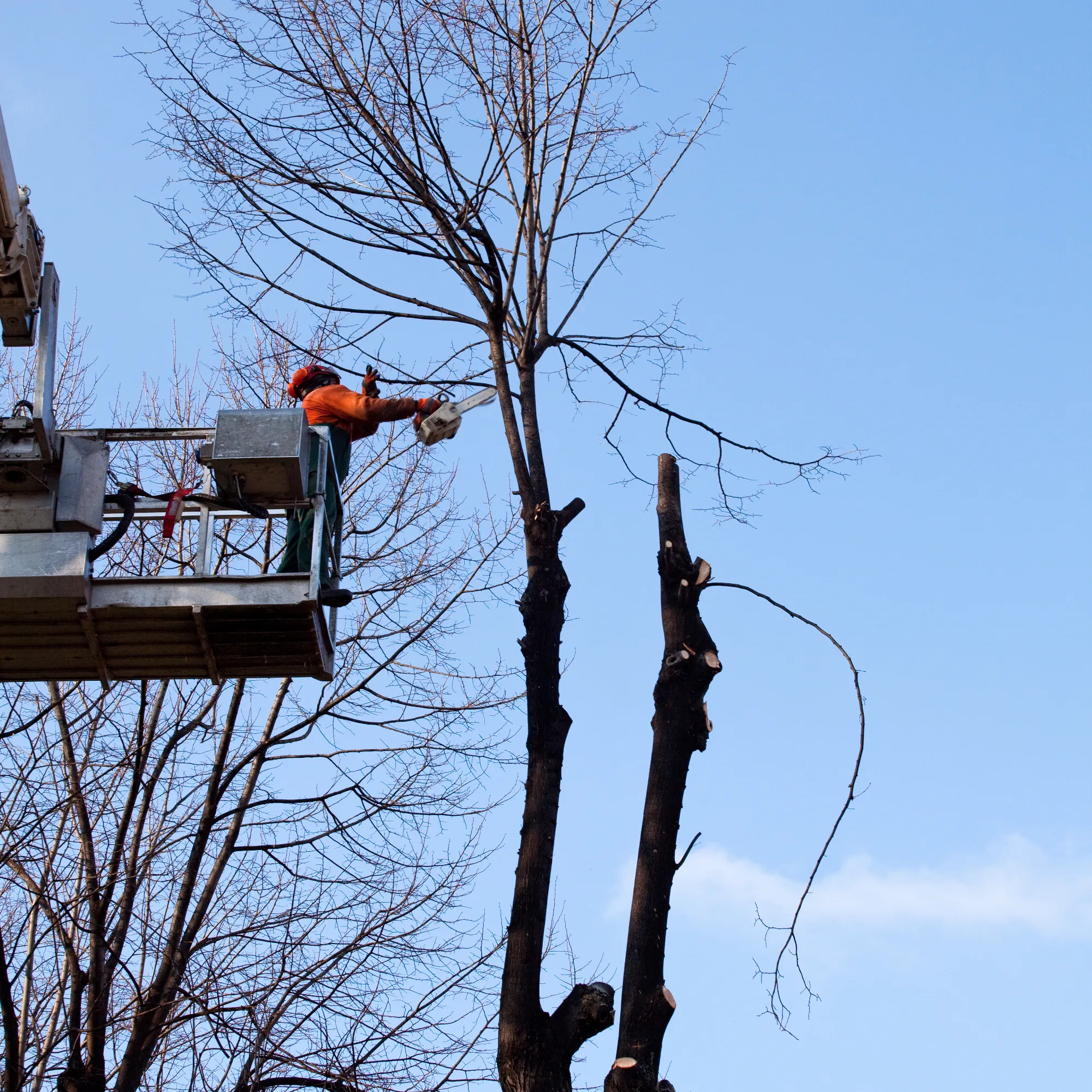 Pourquoi, comment et quand prendre soin de vos arbres ?